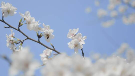 蜜蜂在樱花从中采蜜