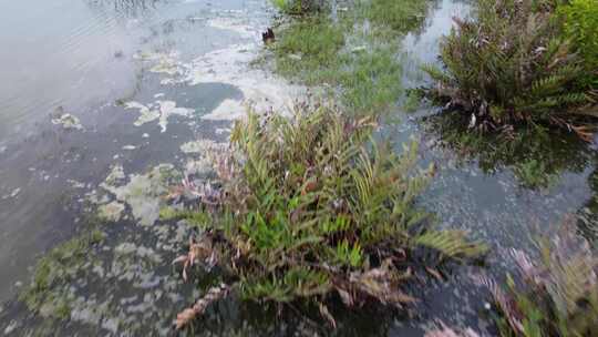 飞越水质污染的湿地