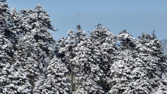 航拍湖北神农架原始森林群山冬季雪景雪松