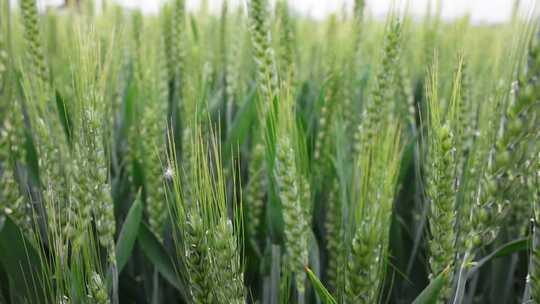 灌浆扬花期的小麦
