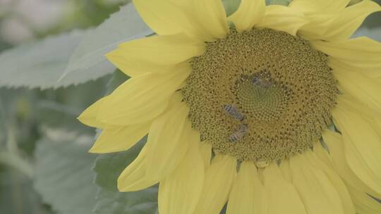 蜜蜂向日葵采蜜LOG视频素材模板下载