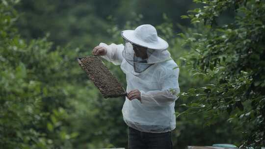 蜂农走进蜂场检查蜂箱