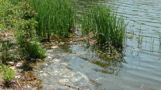 河流河水肮脏垃圾芦苇
