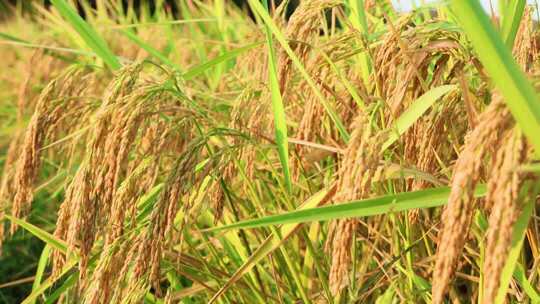 成熟的金黄稻穗的特写合集音乐版