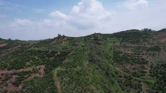 山川丘陵水果种植水果基地航拍