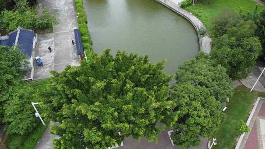 广东东莞：台风吹袭公园里树木枝叶随风摇摆