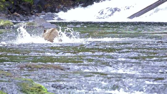 棕熊在水里捉鱼