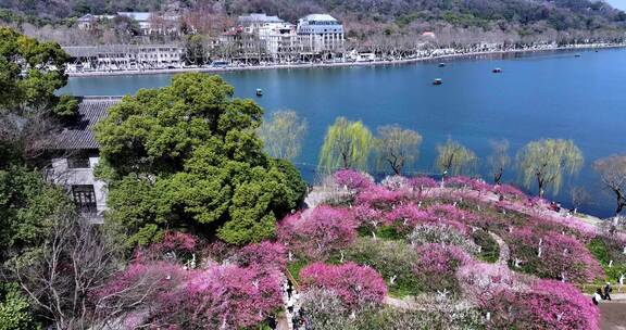 杭州西湖孤山公园梅花盛开