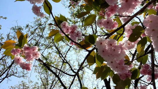 蓝天白云阳光下树上粉色白色花朵逆光视频