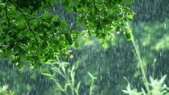 夏天暴雨，雨中的树叶雨滴滴落慢镜头视频