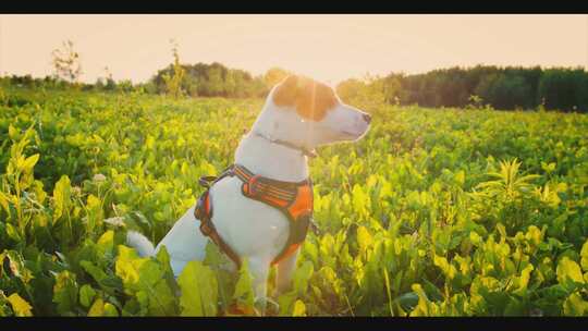 田野中的狗狗、户外阳光照在狗狗身上视频素材模板下载