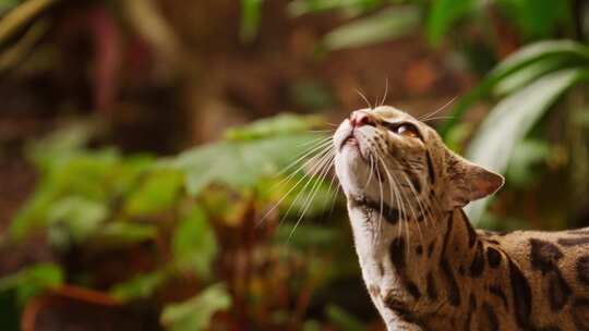 野猫、猫、玛吉、猫