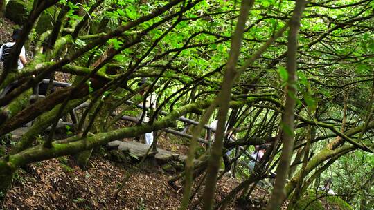 清晨爬山登山上楼梯背影脚步特写森林爬楼梯