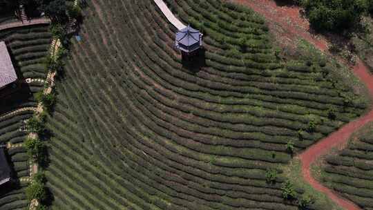 泰国北部的茶叶种植园在清晨的时候在班乐泰，Mueang Mae Hen