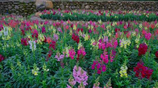 公园金鱼草花坛花圃花田