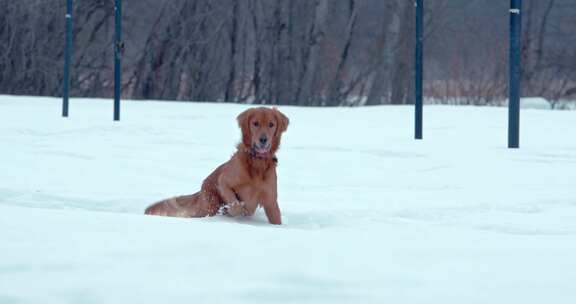 狗，金毛猎犬，玩耍，雪