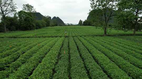 广西桂林尧山茶园