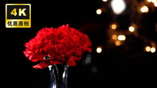 红色康乃馨金色光斑浪漫康乃馨特写