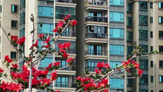 盛开的木棉花特写