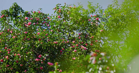 春天树上开满了红色的茶花