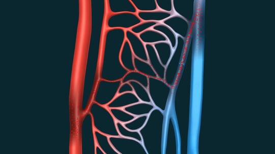 血液体循环肺循环医学血管动静脉三维动画