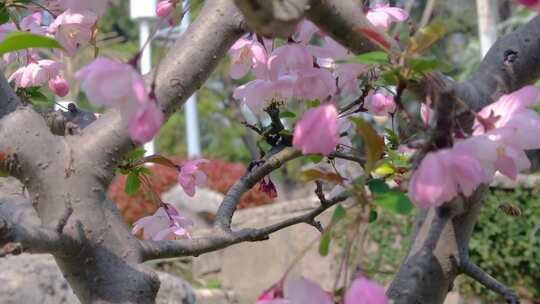 春天秋天樱花树枝叶植物特写风景视频素材