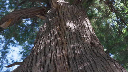 仰视拍摄粗壮大树树干 古树侧柏