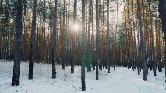 4k唯美树林松树冬季冬天逆光风景