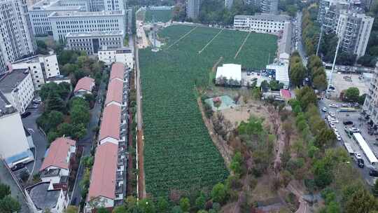 洪山菜薹原产地航拍