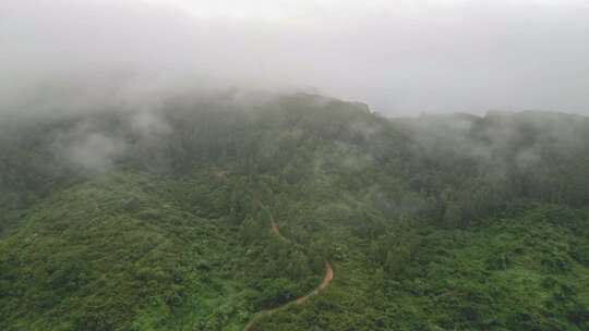 雾气笼罩的茂密山林全景