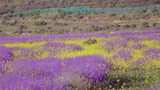 紫色的薰衣草和油菜花高清在线视频素材下载