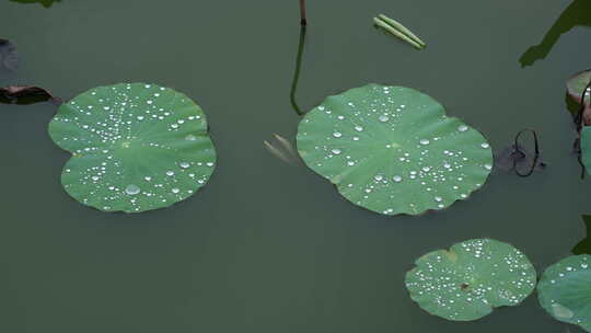 雨后荷叶水珠实拍