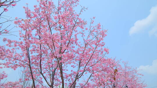 樱花树林春暖花开满树开满鲜花