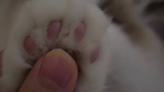 毛球可爱猫咪猫爪肉垫视频素材模板下载