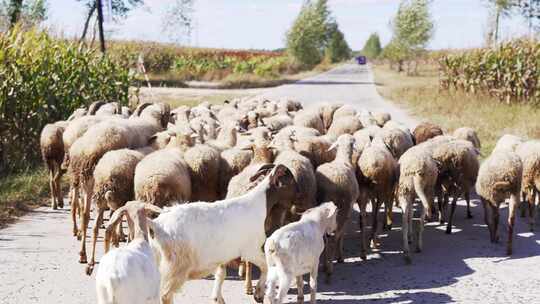 农业羊群养殖