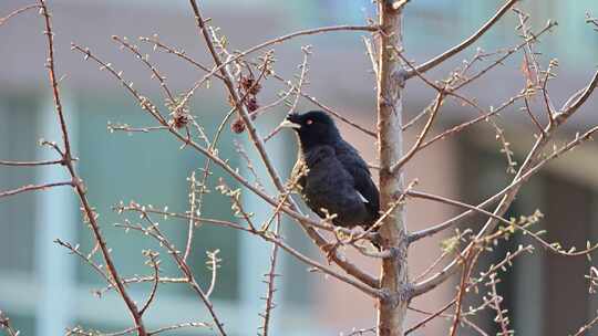树枝上可爱的野生鸟八哥在鸣叫