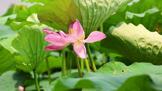 山东济南大明湖夏天荷花随风飘动