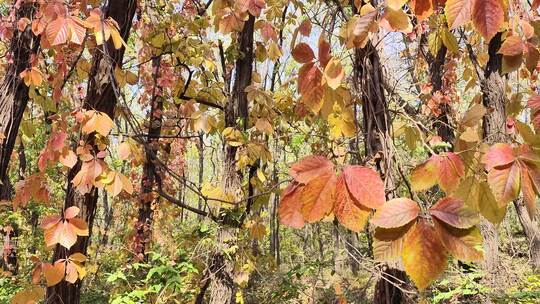 秋风中的树叶色彩斑斓