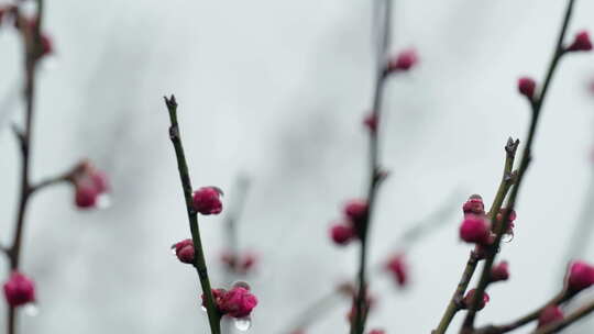 雨中盛开的梅花微距镜头特写