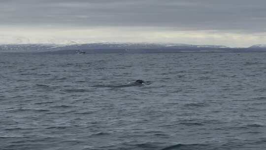 北海观鲸-鲸鱼视频素材模板下载