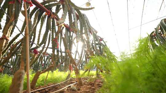 火龙果种植基地