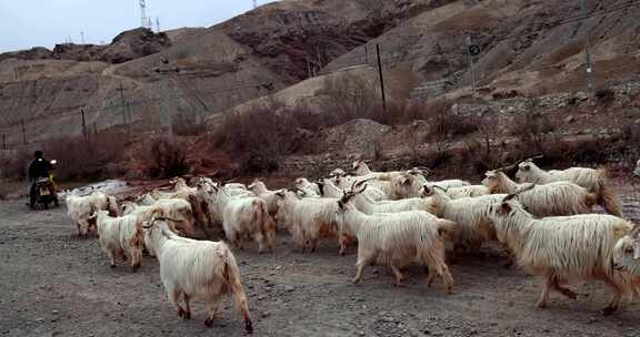 高原上的一群羊羊群山羊慢镜头