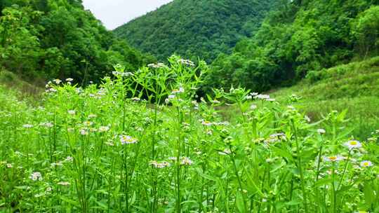 合集4k野花花蕊一年蓬植物花朵一年蓬中草药