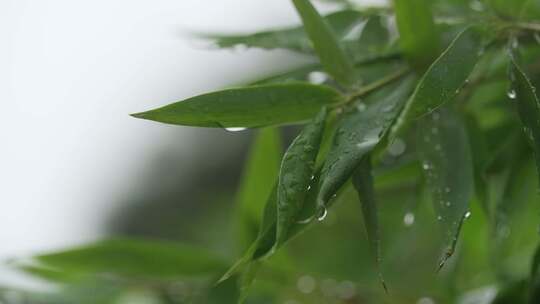 唯美雨天竹叶禅意竹林