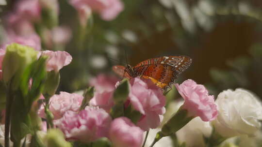 用手把蝴蝶放花上素材 1080p 200帧