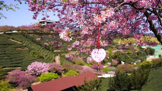 浪漫樱花茶园 阳光樱花树