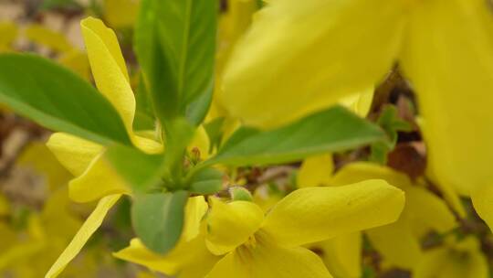 黄色花朵花蕊叶脉迎春花花园