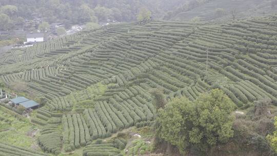 杭州西湖梅家坞茶园茶山