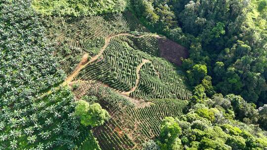 哥斯达黎加山上的咖啡和香蕉农场视频素材模板下载