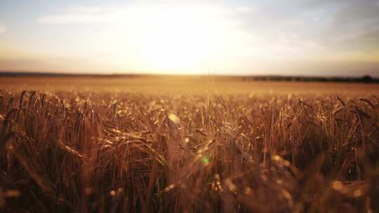 农田里成熟的金黄色小麦